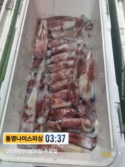 통영나이스피싱 !!! 먼바다 왕한치  쌍걸이 등등 막 퍼담기 사진