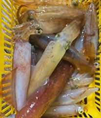 통영구디호 본시즌  왔습니다 