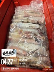 한치세자리수 호조황  갈치도한치도 수온급상승 토.일 월 매일 출조 사진