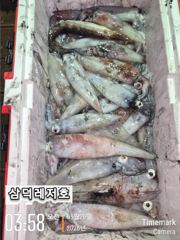 [한치]대,중,소,막.퍼담았어요 기본80 ~ 130수(월요일,예약가능) 사진