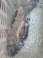 2026.5.23 강원도 고성 봉포 락피싱 조황 사진