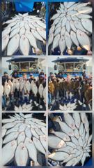 5월23일 오천항 팀오디세이호 광어다운샷~^^ 사진
