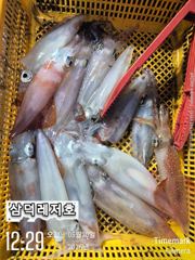 [한치]굿은날씨,한치(월요일,출항확정 자리널널) 사진