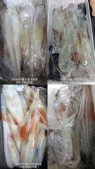 24일입항 한치조황입니다..수요일출항 사진