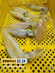 오늘한치 2호 단독출조. 1호 갈치한치 병행 자리여유  사진