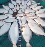 광어조황 글만 보기 사진
