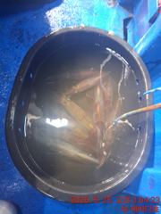거제 뉴새바다호 새바다1호 한치 다녀 왔습니다 대포한치도 잡고 오늘 새바다1호 예약가능합니다