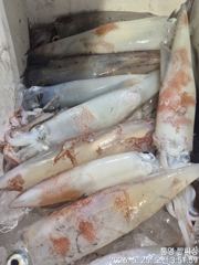 ((왕대포한치))간밤 밤새 여기저기 따박따박 오늘오후3시 무조건출조(예약가능자리완전텅텅  사진