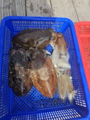 5월25일 투지호 왕갑오징어 3인 조황 사진
