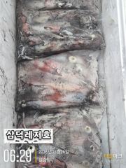 [한치]대포인가,미사일인가 한치,마리수.조황(금요일부터,예약중) 사진