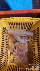 통영 한치전문 구디호 