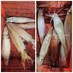 [통영대교피싱]중치에서 대포 왕대포~대박 사진