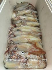 26일입항조항 마릿수 씨알굿굿 장난아니네! 사진