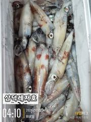 [한치]씨알"끝장"대포한치,마리수까지(금요일,15시출항확정) 사진