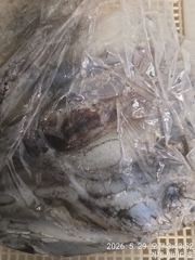 거제 뉴새바다호 한치 다녀 왔습니다  새바다1호 일요일 예약됩니다