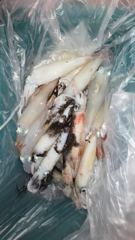 5월28일 한치조황 사진