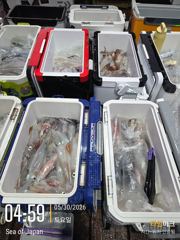 미사일[한치~한치]씨알굿 오늘요만큼[월.화.수]예약가능 사진