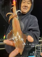 30일 한치 입항 조황 입니다 사진