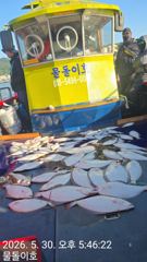 5월30일, 오천항 물돌호 광어 다운샷 조황