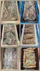 한치 기상이 좋아지는 수요일부터 출항합니다   수요일 7자리여유    세자리수 나오기 시작했습니다    평일 한가할때 오셔서 찐한 손맛 즐겨보세요    쿨러가득 채우러 열심히 달려보겠습니다    함께 가실분들 미리미리 연락주세요  사진