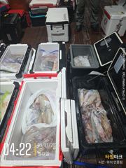 미사일[한치~한치]싸이즈가~끝내줍니다~오늘은여기까지[월.수]예약가능 사진