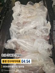 친구야가자호)한치피딩걸리네요 던지면나옵니다 한치 예약중~~ 사진