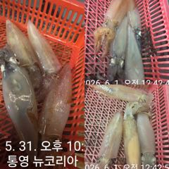 오늘도 먹물왕대포한치 손맛보러가여!!!자리널널합니다 출항확정!!! 사진