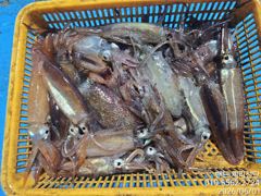 화살촉 오징어 탐사 조황 사진
