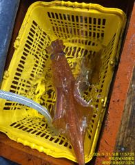 빅토리점경동호 한치씨알마리수굿! 오늘자리여유. 사진