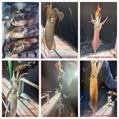 6월한치 출조 안내 사진