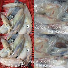 3일부터 다시 한치낚시 출항나갑니다 자리널널해요 ~
