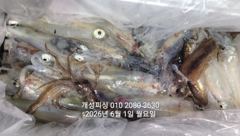 1일 한치 마릿수 먹물 폭탄 대박 한치 쿨러조황 오늘 무조건 출항 자리여유 사진