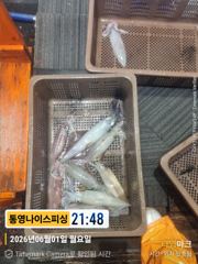 통영나이스피싱  ///  쌍걸이로 부터  먹폭탄 비교불가 힛트 조기철수 너무하네 사진