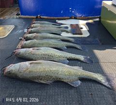 6월 2일 생미끼낚시 조황입니다. 사진
