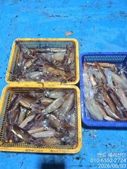 2일 화살촉 오징어 철수 조황  사진