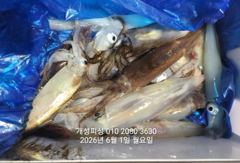 1일 한치 마릿수 먹물 폭탄 대박 한치 쿨러조황 내일 출항 자리여유 사진