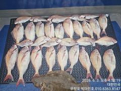26년6월3일 참돔사냥