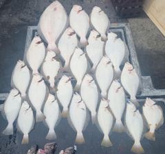 26.6.3(수) 대광어다운샷 조황입니다 사진