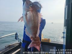 2026.6.3.수요일 참돔-타이라바 조황입니다