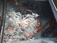 6.4 닉스2호 참돔타이라바 실시간마릿수!! 사진