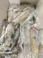 윤피싱 한치 마릿수 씨알 죽여줍니다 지금 달리시죠 사진