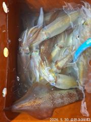 6월5일 대포한치 잡으러 무조건 정상출조합니다  사진