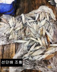 "한치~" 마릿수~ 터졌습니다~!(예약가능합니다) 사진