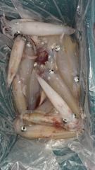 6월4일 한치조황 사진