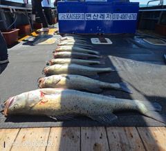 6월 5일 대물농어97cm 생미끼낚시 조황입니다. 사진