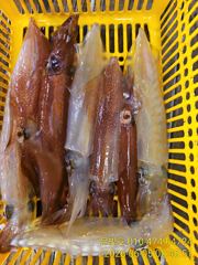 대포한치들 묵직학 손맛! 일요일부터 예약가능! 사진