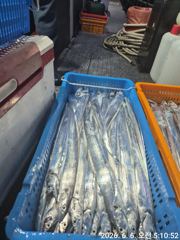 6월5일 비비1호 갈치조황 사진