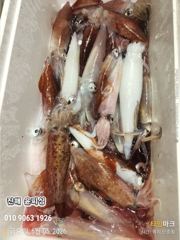 윤피싱 오늘도 한치 잡아왔습니다 사진
