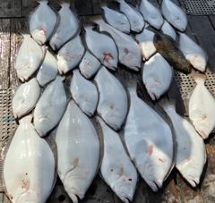 홍원항 광어 다운샷 6월 6일(토) [[[ 블랙펄호 ]]] 초보 조사님들과 [ 광어 ] 짜릿한 손맛 보고 횟감까지 챙겨 입항합니다. 내일 참돔 정상 출조합니다. 사진