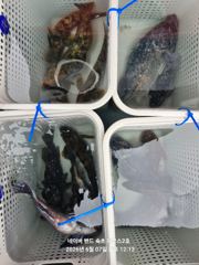 2026년 6월7일 고성 봉포 락피싱 조황 사진